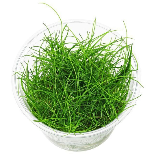 Eleocharis Montevidensis Giant Hair Grass: Tissue Culture