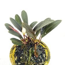 Bucephalandra Pink Lady:  Pot