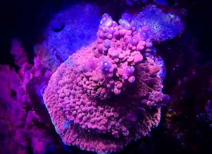 AC POTO Flamethrower Acropora