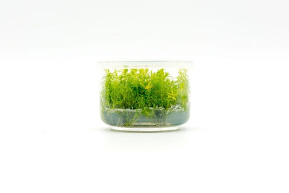 Myriophyllum Hippuroides Guyana Milfoil:  Tissue Culture