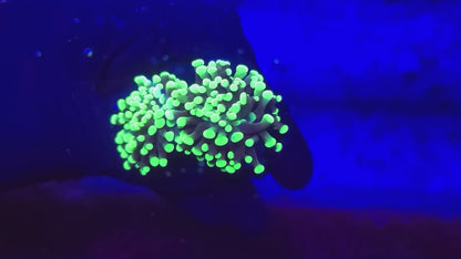 Frogspawn A8