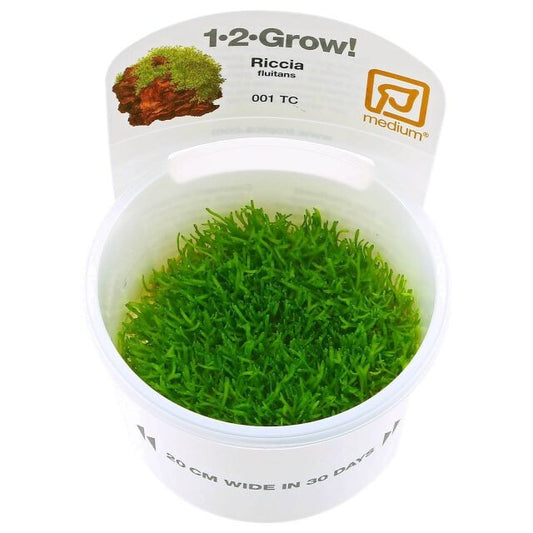 Riccia Fluitans Floating Crystalwort:  Tissue Culture