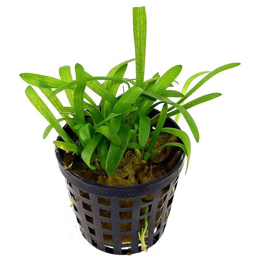 Sagittaria Dwarf:  Pot