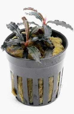 Bucephalandra Godzilla: Pot