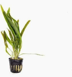 Cryptocoryne Balansae: Pot